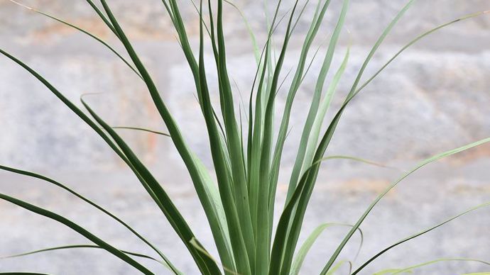 Trophée en plantes de terrains secs : Nolina hibernica, présentée par les pépinières de Saint-Méloir-des-Ondes (35).